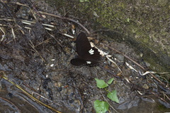 Papilio castor