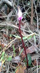 Disperis woodii