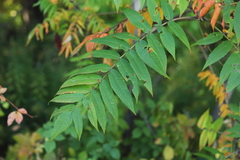 Rhus typhina
