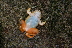 Limnonectes deinodon