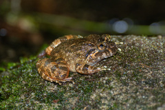 Limnonectes deinodon