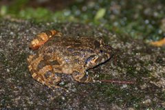 Limnonectes deinodon