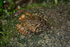 Limnonectes deinodon