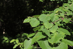 Tilia americana