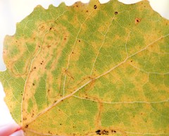 Phyllocnistis labyrinthella