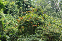 Phanera aureifolia
