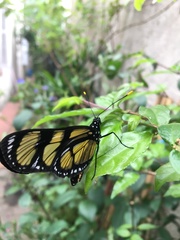 Methona themisto