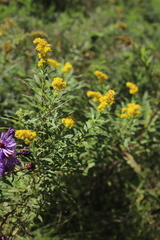 Solidago