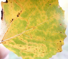 Phyllocnistis labyrinthella