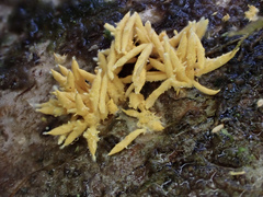 Penicilliopsis clavariiformis