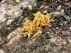 Penicilliopsis clavariiformis