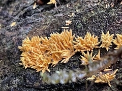 Penicilliopsis clavariiformis