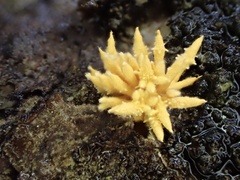 Penicilliopsis clavariiformis