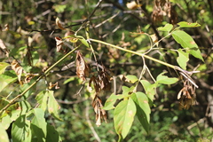Acer negundo