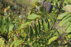 Juglans nigra