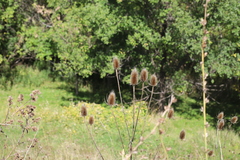 Dipsacus fullonum