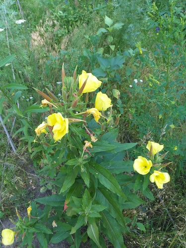 Oenothera glazioviana