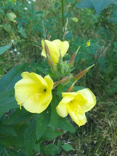 Oenothera glazioviana