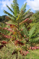 Rhus typhina