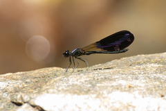 Aristocypha fenestrella