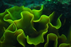 Steginoporella chartacea