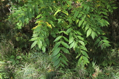 Juglans nigra