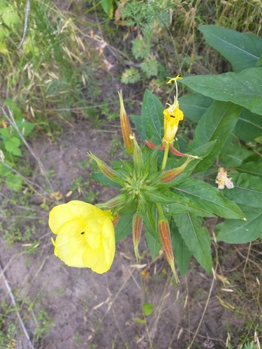 Oenothera glazioviana