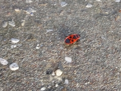 Pyrrhocoris apterus