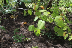 Tilia americana