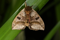 Automerella aurora