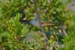 Sympetrum fonscolombii