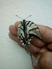 Protographium epidaus