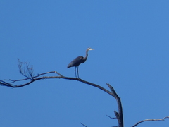 Ardea herodias
