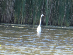 Ardea alba