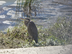 Ardea herodias