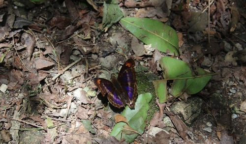 Doxocopa pavon image