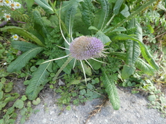 Dipsacus fullonum