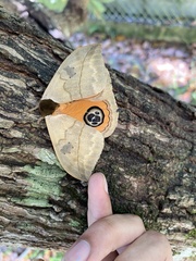 Automeris liberia