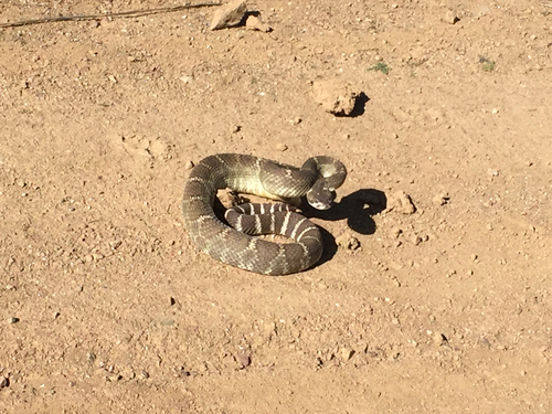 iNaturalist observation photo of Northern Pacific Rattlesnake