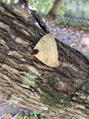 Automeris liberia