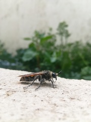 Campsomeris bistrimacula