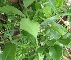 Gymnosporia markwardii