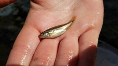 Chrosomus erythrogaster