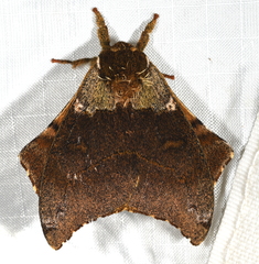 Automerella flexuosa