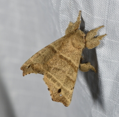 Olceclostera truncata