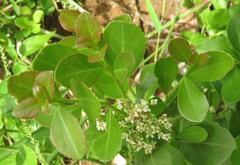 Gymnosporia markwardii