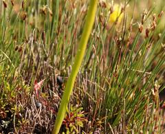 Ficinia overbergensis