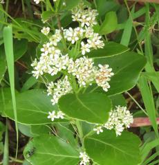 Gymnosporia markwardii