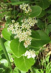 Gymnosporia markwardii