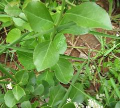 Gymnosporia markwardii